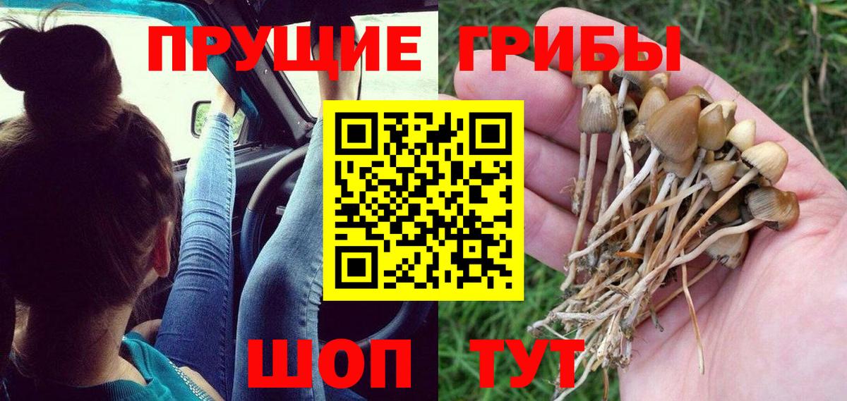 Галлюциногенные грибы Cubensis  Вход с VPN  Луга 